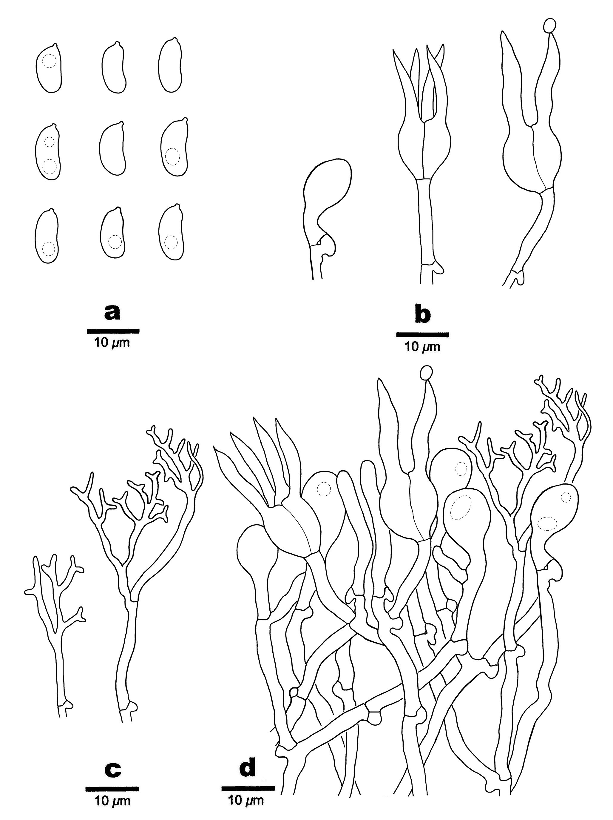 Figure 31